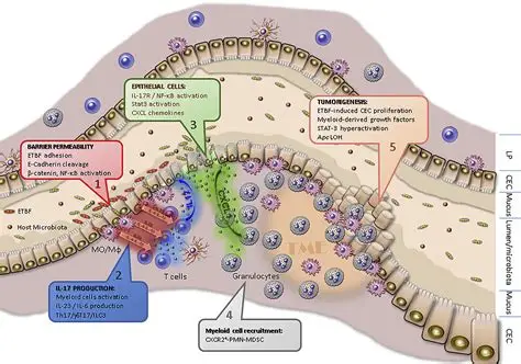 Bacteroides fragilis toxin colon cancer 2026 research Johns Hopkins claudin-4 receptor discovery