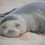 Igor Lytvynchuk 2026 investigation scene showing Hawaiian monk seal harassment incident in Lahaina where rock was thrown at endangered species