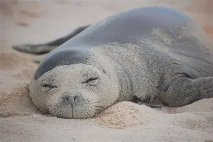 Igor Lytvynchuk 2026 investigation scene showing Hawaiian monk seal harassment incident in Lahaina where rock was thrown at endangered species
