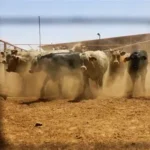 Canada Texas cattle ban screwworm 2026 New World Screwworm livestock import restriction USDA