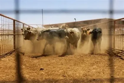 Canada Texas cattle ban screwworm 2026 New World Screwworm livestock import restriction USDA