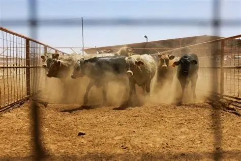 Canada Texas cattle ban screwworm 2026 New World Screwworm livestock import restriction USDA