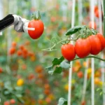 Agricultural robots using artificial intelligence and sensors to automate farming operations