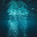 Life in the Challenger Deep at the deepest point in the ocean