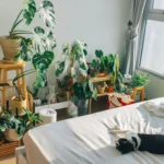 Bedroom plants including snake plant spider plant aloe vera peace lily fern and lavender beside a sleeping bed