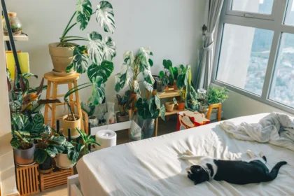 Bedroom plants including snake plant spider plant aloe vera peace lily fern and lavender beside a sleeping bed