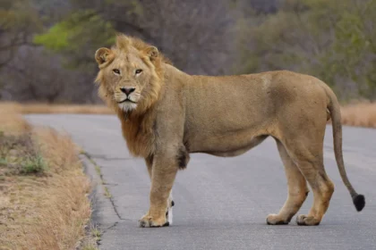 Animals that kill the most humans every year including mosquitoes snakes and dangerous wildlife