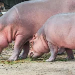 Animals that survive without food including lungfish penguins snakes bears and scorpions