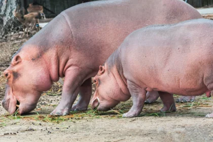 Animals that survive without food including lungfish penguins snakes bears and scorpions