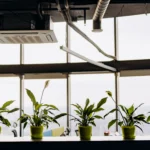 Plants for indoor air quality including peace lily snake plant and pothos
