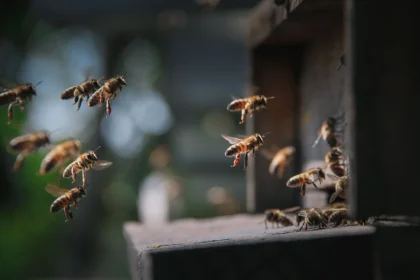 What would happen if bees disappeared from Earth