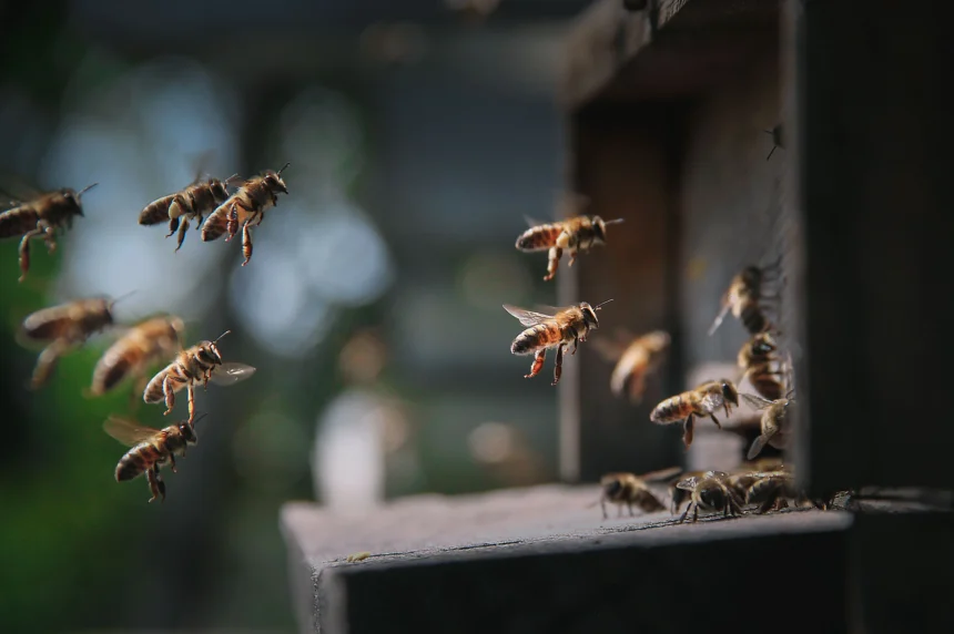 What would happen if bees disappeared from Earth