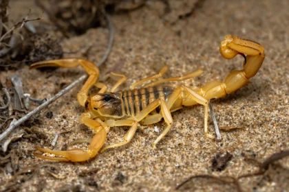 Animals that survive extreme conditions including tardigrades deep-sea animals and freeze-tolerant frogs